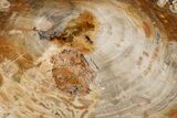 Polished Petrified Wood (Araucaria) Round - Madagascar #341526-1